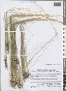Stipa lessingiana Trin. & Rupr., Middle Asia, Caspian Ustyurt & Northern Aralia (M8) (Kazakhstan)