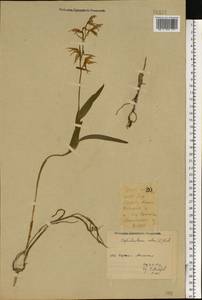 Cephalanthera rubra (L.) Rich., Eastern Europe, Volga-Kama region (E7) (Russia)