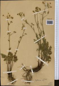 Aulacospermum tianschanicum (Korovin) C. Norman, Middle Asia, Western Tian Shan & Karatau (M3)
