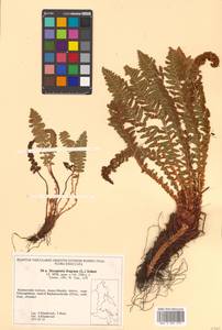 Dryopteris fragrans (L.) Schott, Siberia, Russian Far East (S6) (Russia)