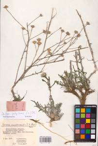 Jurinea polyclonos DC., Eastern Europe, Lower Volga region (E9) (Russia)