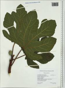Ficus carica, Western Europe (EUR) (Greece)
