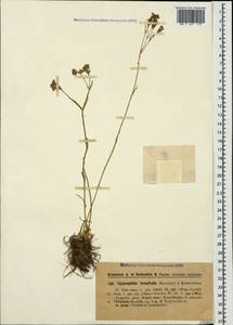 Gypsophila tenuifolia M. Bieb., Caucasus, Georgia (K4) (Georgia)