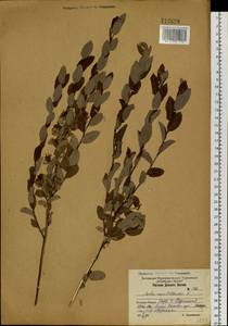 Salix myrtilloides L., Siberia, Russian Far East (S6) (Russia)