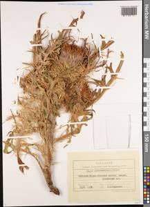 Arctium eriophorum (Regel & Schmalh.) Kuntze, Middle Asia, Northern & Central Tian Shan (M4) (Kyrgyzstan)