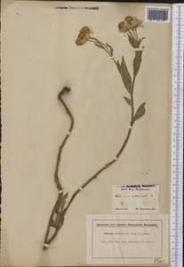 Helenium autumnale L., America (AMER) (United States)