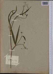 Lathyrus annuus L., Western Europe (EUR) (Italy)