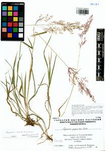 Agrostis stolonifera L., Siberia, Baikal & Transbaikal region (S4) (Russia)