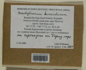 Brachythecium kuroishicum Besch., Bryophytes, Bryophytes - Russian Far East (excl. Chukotka & Kamchatka) (B20) (Russia)