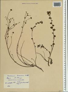 Dorycnium pentaphyllum subsp. herbaceum (Vill.)Rouy, Crimea (KRYM) (Russia)