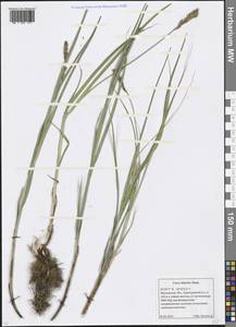 Carex disticha Huds., Eastern Europe, Moscow region (E4a) (Russia)