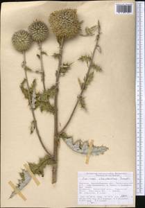 Echinops chantavicus Trautv., Middle Asia, Northern & Central Tian Shan (M4) (Kyrgyzstan)