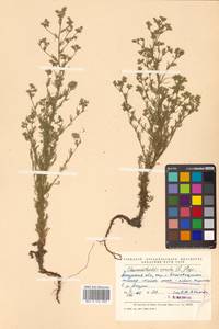 Chamaerhodos erecta (L.) Bunge, Siberia, Russian Far East (S6) (Russia)