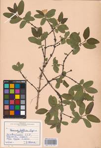 Lonicera caerulea subsp. pallasii (Ledeb.) Browicz, Eastern Europe, Latvia (E2b) (Latvia)