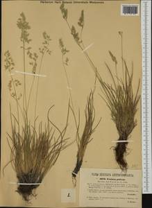 Festuca pallens Host, Western Europe (EUR) (Austria)