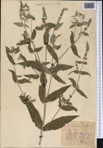 Mentha longifolia var. asiatica (Boriss.) Rech.f., Middle Asia, Western Tian Shan & Karatau (M3) (Kyrgyzstan)