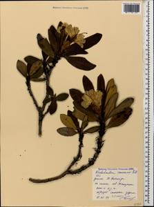 Rhododendron caucasicum Pall., Caucasus, Stavropol Krai, Karachay-Cherkessia & Kabardino-Balkaria (K1b) (Russia)