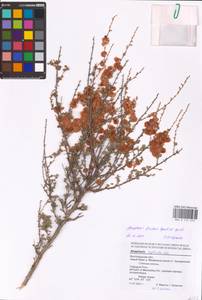 Atraphaxis replicata Lam., Eastern Europe, Lower Volga region (E9) (Russia)