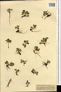 Potentilla acaulis L., Mongolia (MONG) (Mongolia)