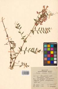 Vicia amoena Fisch. ex Ser., Siberia (no precise locality) (S0) (Russia)