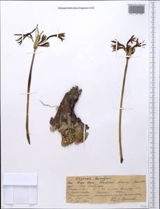 Ungernia sewerzowii (Regel) B.Fedtsch., Middle Asia, Western Tian Shan & Karatau (M3) (Kazakhstan)