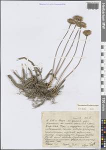 Pseudosedum karatavicum Boriss., Middle Asia, Western Tian Shan & Karatau (M3) (Kazakhstan)