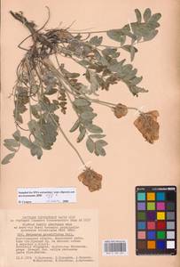 Hedysarum grandiflorum Pall., Eastern Europe, Lower Volga region (E9) (Russia)