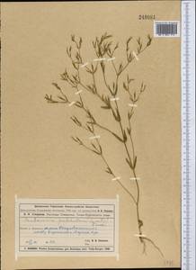 Centaurium pulchellum (Sw.) Druce, Middle Asia, Muyunkumy, Balkhash & Betpak-Dala (M9) (Kazakhstan)