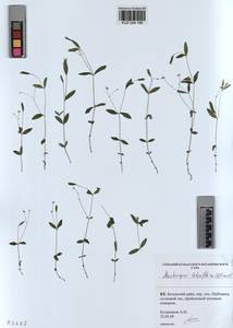 KUZ 004 189, Moehringia lateriflora (L.) Fenzl, Siberia, Altai & Sayany Mountains (S2) (Russia)