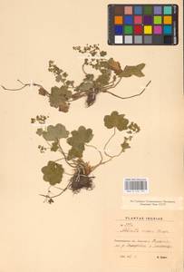 Alchemilla micans Buser, Eastern Europe, North-Western region (E2) (Russia)