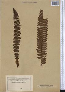 Polystichum lonchitis (L.) Roth, Western Europe (EUR) (Austria)