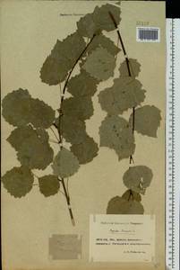 Populus tremula L., Eastern Europe, Rostov Oblast (E12a) (Russia)