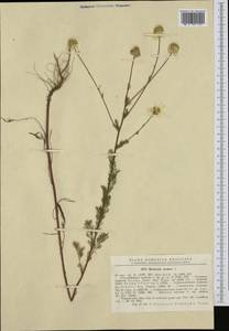 Tripleurospermum inodorum (L.) Sch.-Bip, Western Europe (EUR) (Romania)