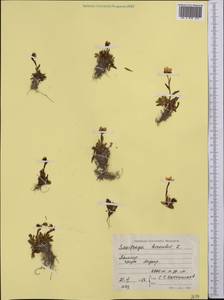 Saxifraga hirculus L., Middle Asia, Pamir & Pamiro-Alai (M2) (Tajikistan)