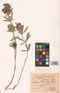 Trifolium lupinaster L., Eastern Europe, Central forest-and-steppe region (E6) (Russia)