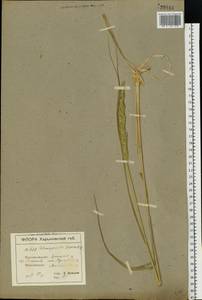 Calamagrostis epigejos (L.) Roth, Eastern Europe, North Ukrainian region (E11) (Ukraine)