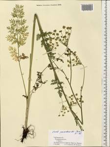 Gasparinia peucedanoides (M. Bieb.) Thell., Eastern Europe, Central forest-and-steppe region (E6) (Russia)