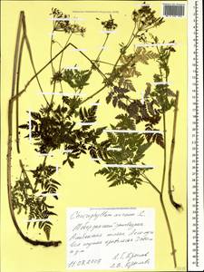 Chaerophyllum aureum L., Caucasus, Stavropol Krai, Karachay-Cherkessia & Kabardino-Balkaria (K1b) (Russia)