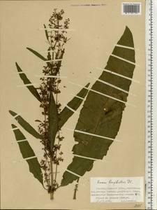 Rumex longifolius DC., Eastern Europe, Northern region (E1) (Russia)