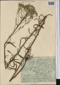 Achillea acuminata (Ledeb.) Sch. Bip., Siberia, Russian Far East (S6) (Russia)