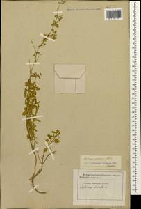 Medicago sativa subsp. glomerata (Balb.) Rouy, Caucasus, Georgia (K4) (Georgia)