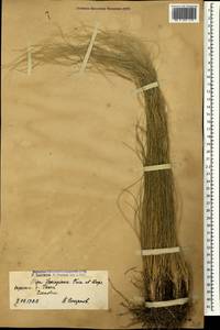 Stipa lessingiana Trin. & Rupr., Caucasus, Armenia (K5) (Armenia)