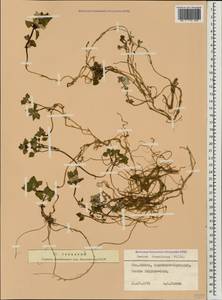 Lamium tomentosum Willd., Caucasus, Stavropol Krai, Karachay-Cherkessia & Kabardino-Balkaria (K1b) (Russia)