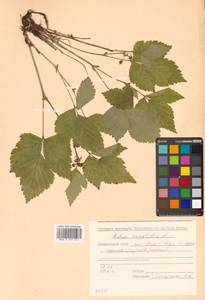 Rubus saxatilis L., Siberia, Russian Far East (S6) (Russia)