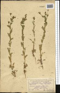 Adonis vernalis L., Middle Asia, Western Tian Shan & Karatau (M3) (Kazakhstan)