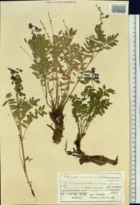 Hedysarum austrosibiricum B.Fedtsch., Siberia, Altai & Sayany Mountains (S2) (Russia)