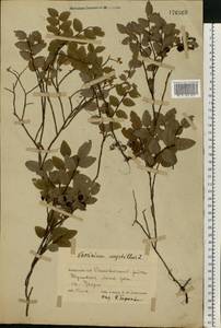 Vaccinium myrtillus L., Eastern Europe, Belarus (E3a) (Belarus)