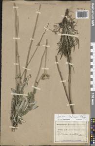 Jurinea mollis (L.) Rchb., Eastern Europe, Central forest-and-steppe region (E6) (Russia)