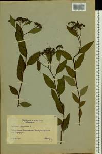 Spiraea japonica L. fil., Botanic gardens and arboreta (GARD) (Russia)