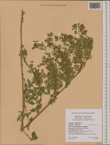 Medicago varia Martyn, Western Europe (EUR) (United Kingdom)